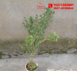 金邊六月雪 60厘米高大苗批發(fā)供應，綠化工程優(yōu)選苗木